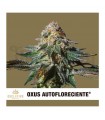 Semillas Oxus Autofloresciente Exclusive