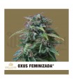 semillas Exclusive oxus feminizada