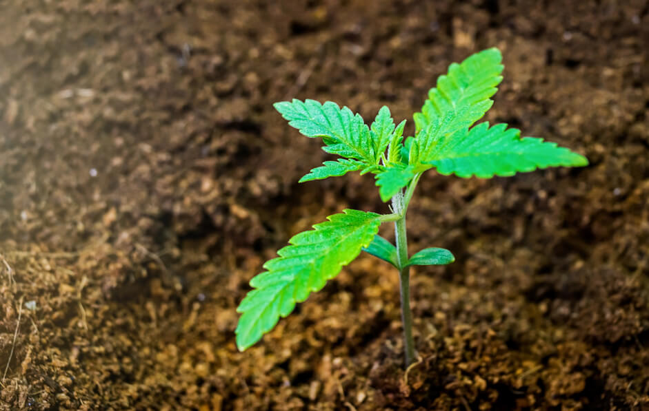 cómo empezar a cultivar marihuana