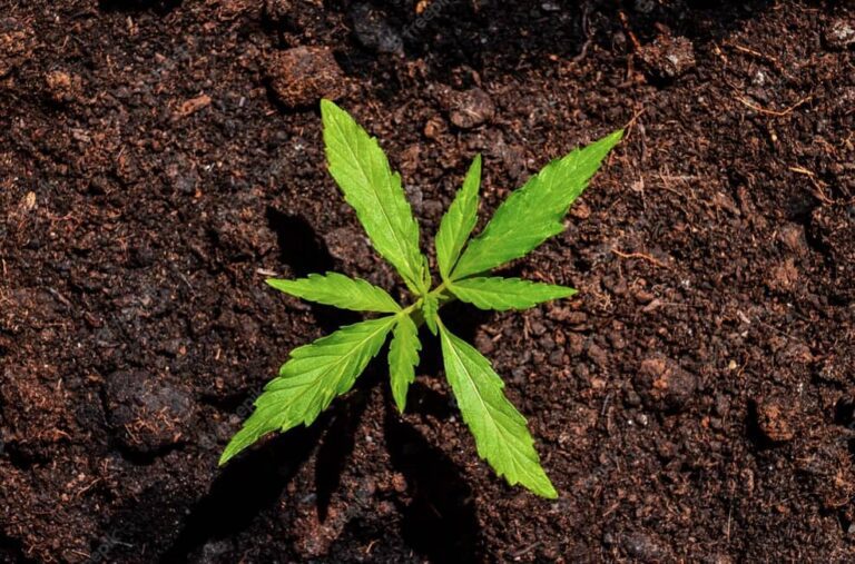 Planta de cannabis en crecimiento