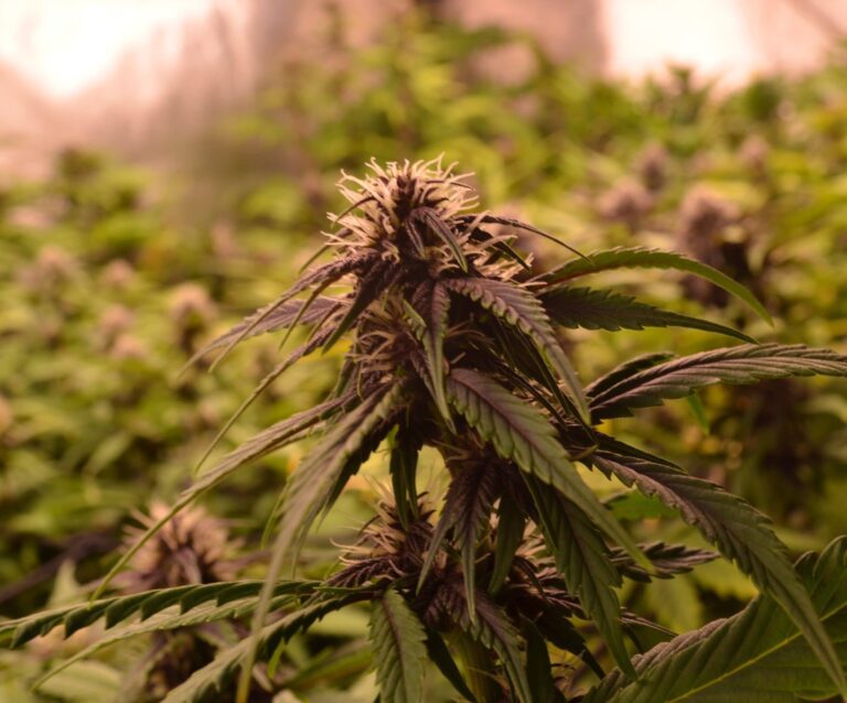 Planta de cannabis en su 7ª semana de floración