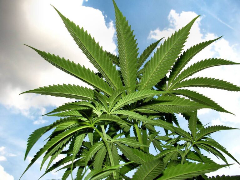 Planta de marihuana en exterior