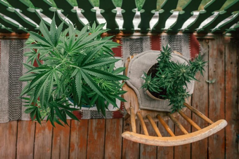 Plantas de cannabis cultivas en un balcón