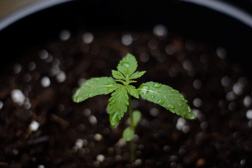 Planta de marihuana en crecimiento