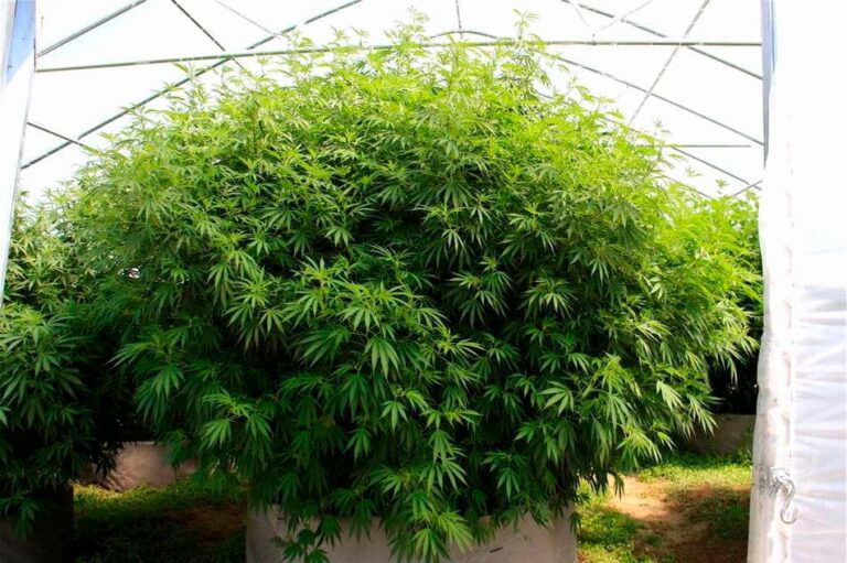 Planta de marihuana de exterior gigante