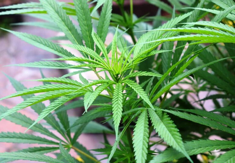 Planta de cannabis de exterior