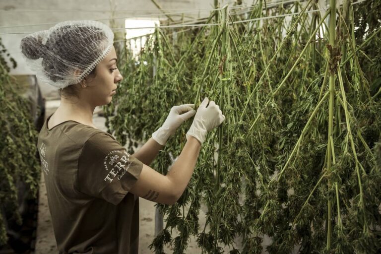 Cuánto duran las semillas de cannabis?